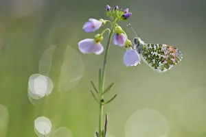 Anthocharis: Cuckoo Flower