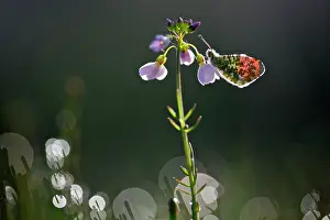 Anthocharis: Cuckoo Flower