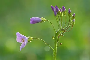 Cardamine: Cuckoo Flower - blooming with morning dew on a