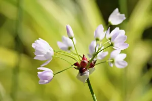 Colo: Cuckoo flower, Cardamine pratensis, Delicate small pink colo
