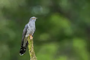 Cuckoo: Cuckoo - Male - UK