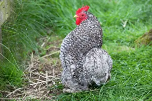 Bantam: Cuckoo Pekin bantam