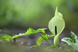 Cuckoo: Cuckoo Pint / Lords and Ladies
