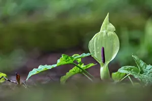 Cuckoo: Cuckoo Pint - UK