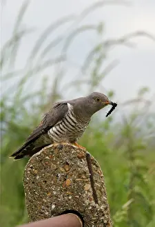 Cuculus: Cuckoo - On post with caterpillar