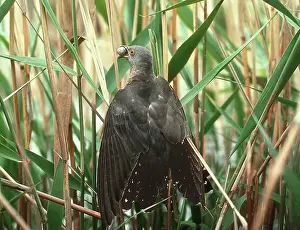 Cuculus: CUCKOO - and Reed Warbler egg