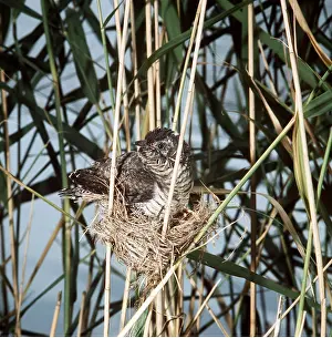 Anne Trap- Lind: Cuckoo in Reed Warbler's nest