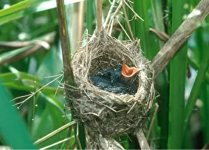 Begging: CUCKOO - In Reed Warbler's nest - 5 days old -