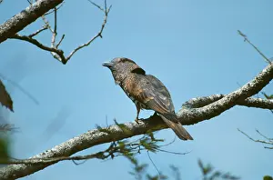Alan Greensmith: Cuckoo Roller / Courol - female