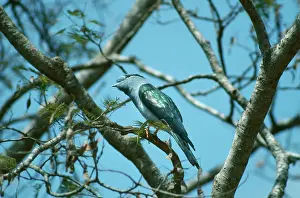 Alan Greensmith: Cuckoo-Roller / Courol - male