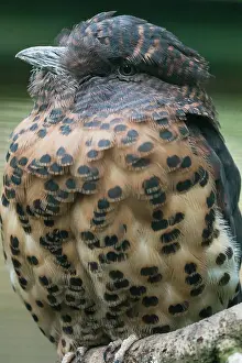 Cuckoo: Cuckoo Roller, portrait of female, native to Madagascar