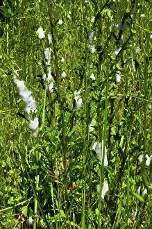 Stems: Cuckoo Spit on Plant Stems