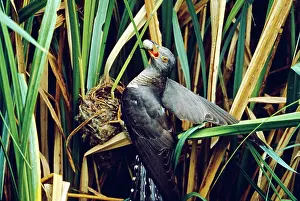 Stealing: Cuckoo - stealing Reed Warbler's eggs from nest