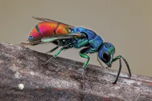 Rhone: Cuckoo wasp (Chrysis analis), Aix en Provence, France