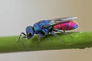 Aculeata: Cuckoo wasp (Chrysis analis), Soria, Espagne