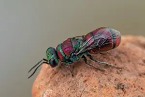 Aculeata: Cuckoo wasp (Chrysis andradei), Soria, Spain