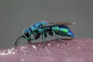 Hymenoptere: Cuckoo wasp (Chrysis indigotea), La Bollene-Vesubie
