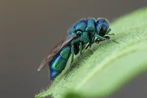 Hymenoptere: Cuckoo wasp (Chrysis indigotea), La Bollene-Vesubie