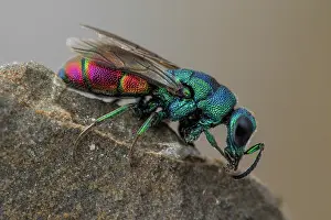 Marginata: Cuckoo wasp (Chrysis marginata aliunda), Tourrette-Levens