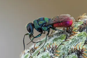 Multi: Cuckoo wasp (Chrysis mixta), Soria, Spain