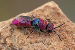 Multi: Cuckoo wasp (Chrysis peninsularis) female, Soria