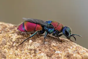 Multi: Cuckoo Wasp (Chrysis pyrophana), female, Soria