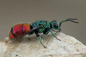 Multi: Cuckoo wasp (Chrysis radians), Cayolle pass, Alps