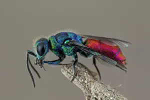 Multi: Cuckoo wasp (Chrysis rutiliventris), Cayolle pass