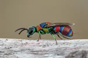 Multi: Cuckoo wasp (Chrysis semicincta), Aix en Provence