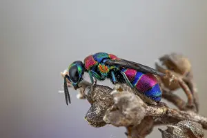 Multi: Cuckoo wasp (Chrysis semicincta), Soria, Spain
