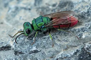 Multi: Cuckoo wasp (Chrysis simplex), Cayolle pass, Alps