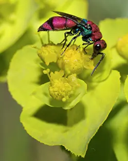 Foraged: Cuckoo wasp (Chrysura cuprea) on euphorbia flower