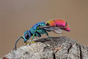 Aculeata: Cuckoo wasp (Chrysura refulgens), Drome, France