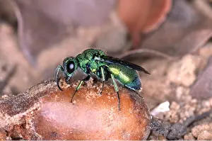 Wasps: CUCKOO WASP - ON EGG