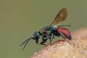 Aculeata: Cuckoo wasp (Hedychridium chloropygum), Soria, Spain