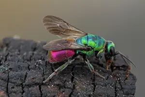 Hymenoptere: Cuckoo Wasp (Hedychrum longicolle), Tourrette-Levens