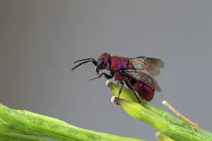 Aculeata: Cuckoo wasp (Holopyga calida = gogorzae), Soria