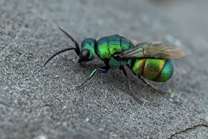Hymenoptere: Cuckoo wasp (Holopyga fervida) male, Tourrette-Levens