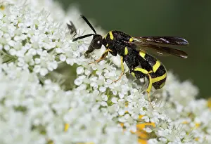 Carrot: Cuckoo wasp (Leucospis dorsigera) on wild carrot