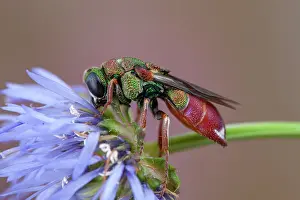 Multi: Cuckoo wasp (Parnopes grandior), Clermont-Ferrand