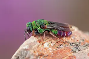 Aculeata: Cuckoo wasp (Parnopes grandior), Clermont-Ferrand