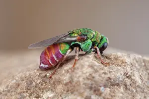 Aculeata: Cuckoo wasp (Parnopes grandior), Clermont-Ferrand