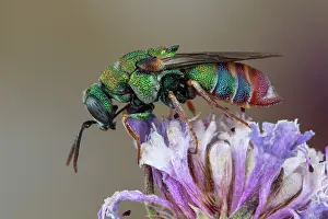 Multi: Cuckoo wasp (Parnopes grandior), Soria, Spain