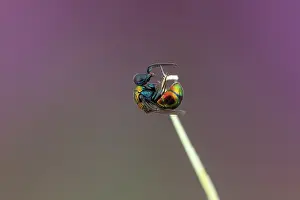 Multi: Cuckoo wasp (Philoctetes micans), Soria, Spain