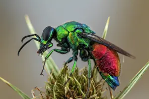 Hymenoptere: Cuckoo wasp (Stilbum calens), Saint-Jean-de-Bueges