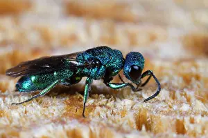 Cyanea: Cuckoo Wasp (Trichrysis cyanea) adult female, using