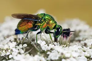 Sculptured: Cuckoo-wasps