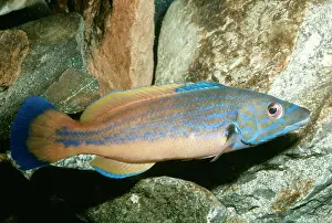 Wrasses: Cuckoo Wrasse