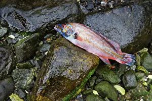 Bimaculatus: Cuckoo Wrasse