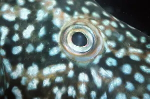 Cuckoo: CUCKOO WRASSE - close up of eye